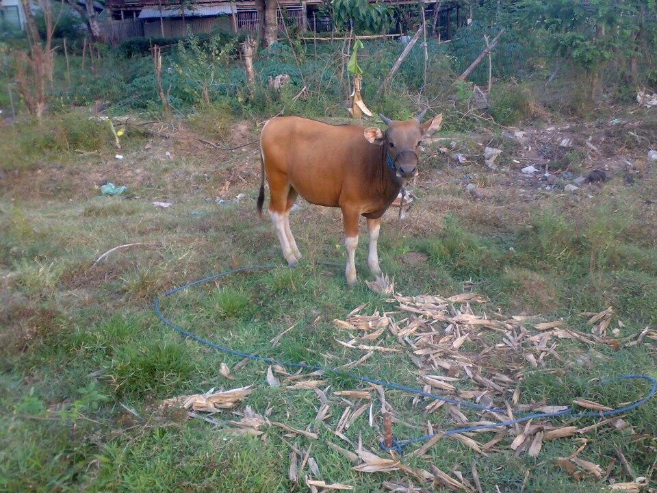 Sapi qurban