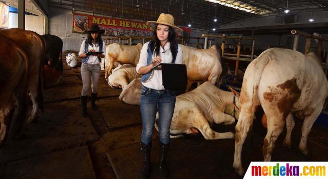 SPG hewan Qurban, masuk gan