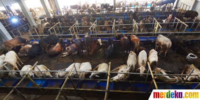 SPG hewan Qurban, masuk gan