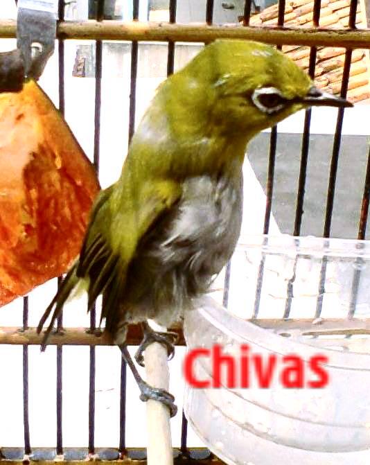 jual bosen pleci / kaca mata gacccoooorrrr