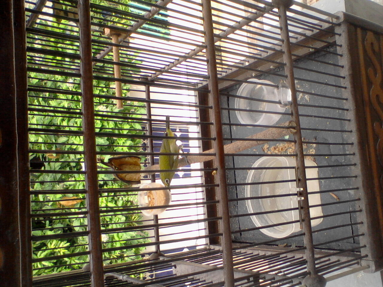 jual bosen pleci / kaca mata gacccoooorrrr