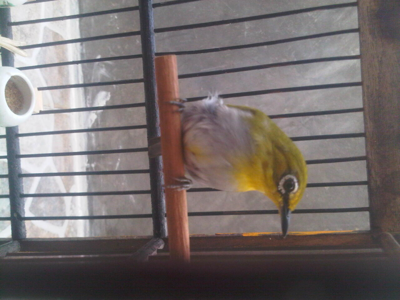 jual bosen pleci / kaca mata gacccoooorrrr