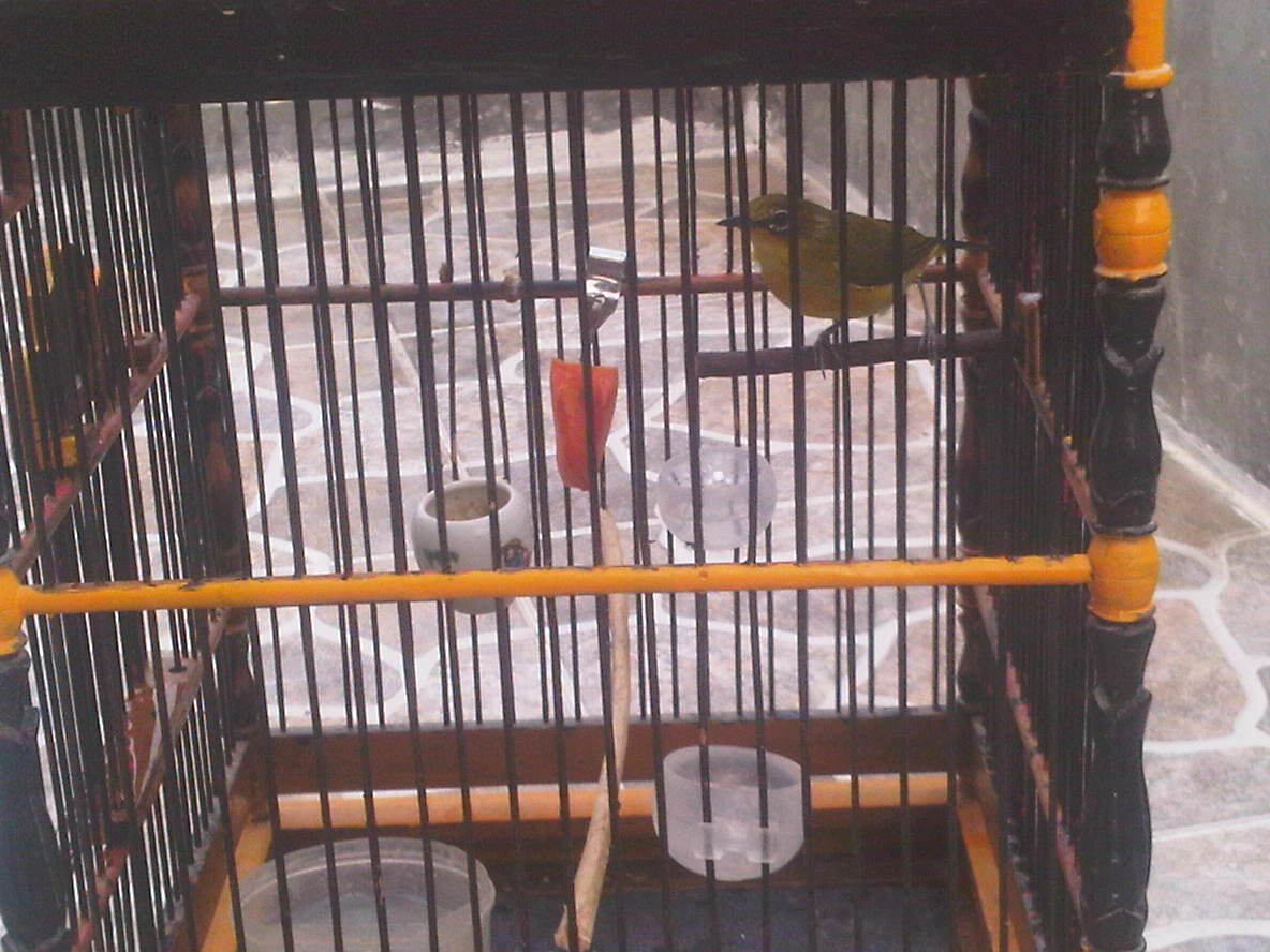 jual bosen pleci / kaca mata gacccoooorrrr