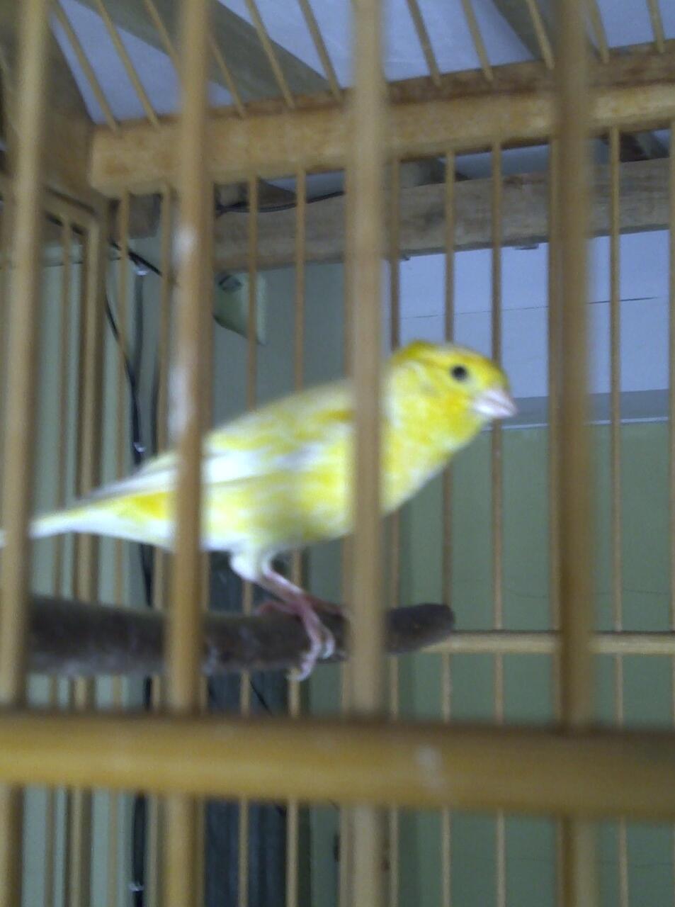 kenari f1ys gacor dan kenari lokal super