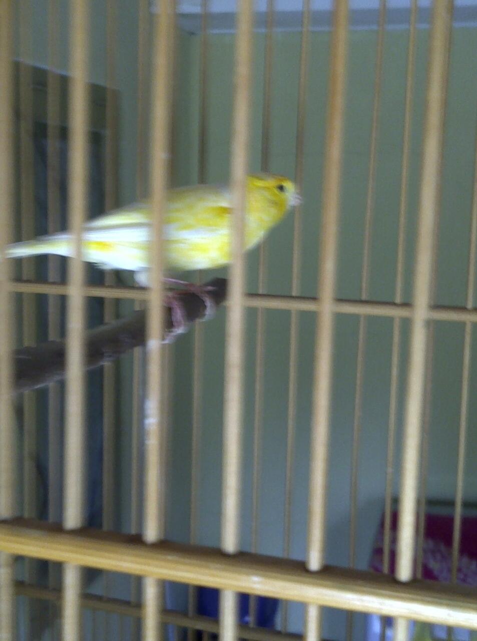 kenari f1ys gacor dan kenari lokal super