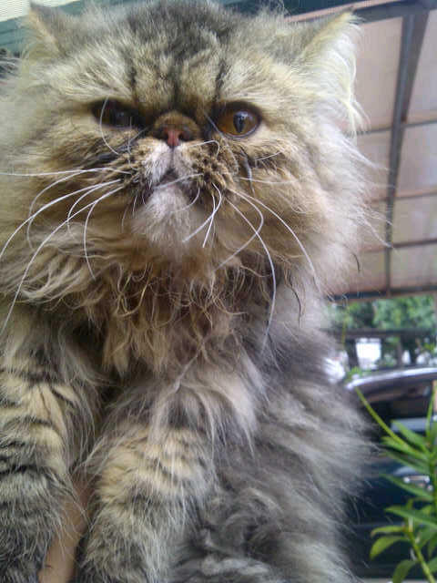 Terjual KUCING PERSIA BETINA PEAKNOSE PROVEN MURMER  KASKUS