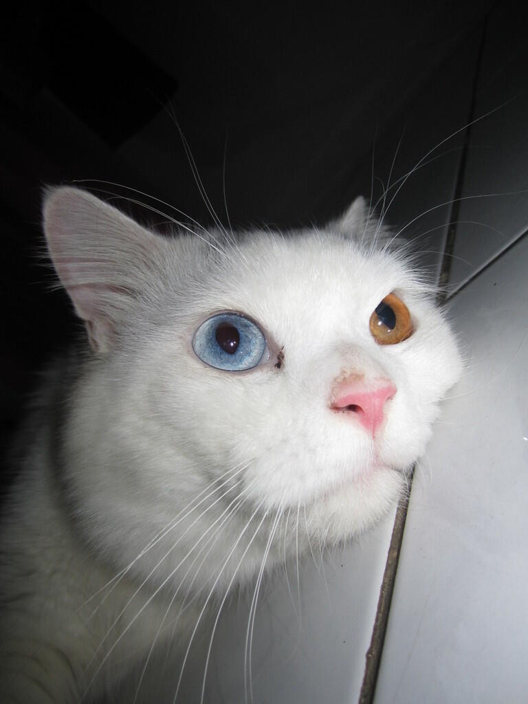 Terjual jual kucing  persia putih warna mata kuning 