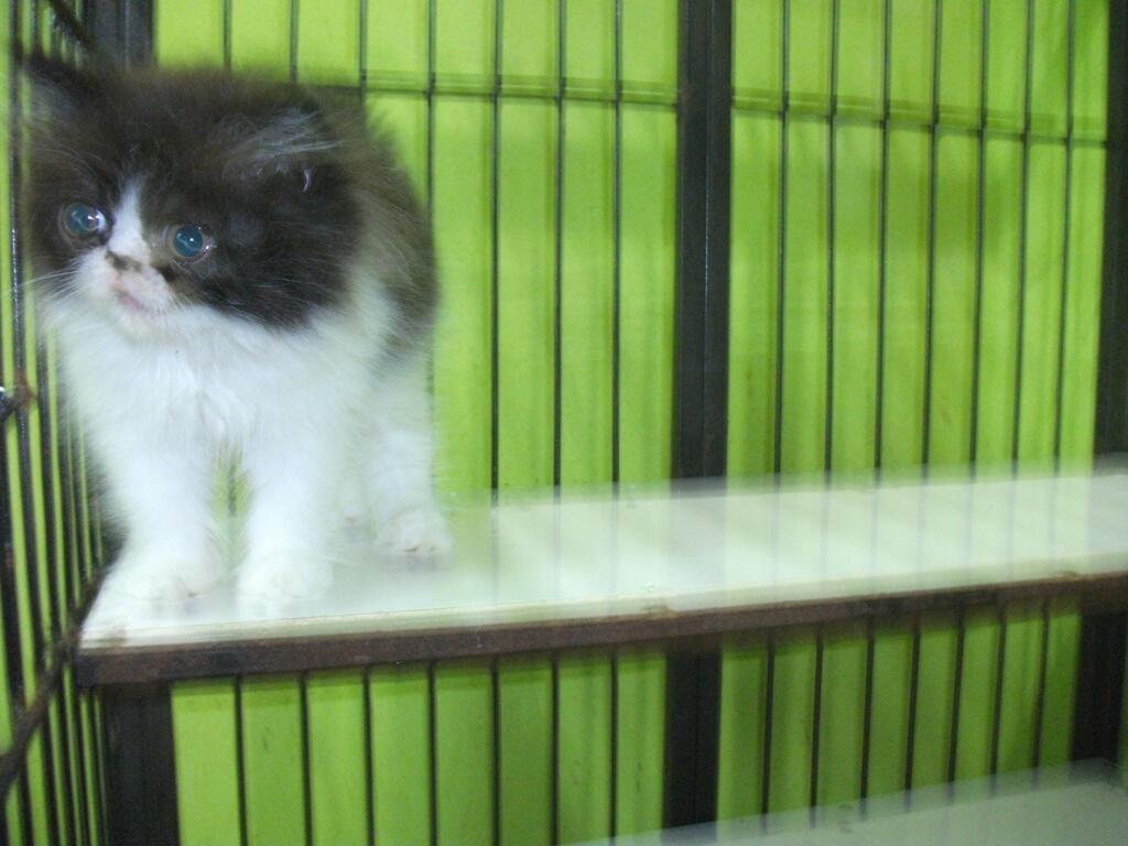 KITTEN KUCING PERSIA JANTAN PEAKNOSE UNYU ~ UNYU OKTOBER 2012