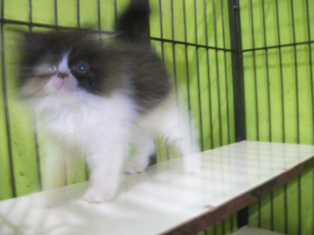 KITTEN KUCING PERSIA JANTAN PEAKNOSE UNYU ~ UNYU OKTOBER 2012