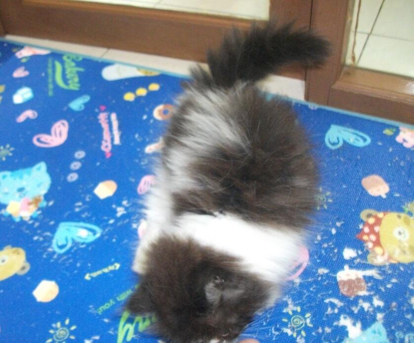 KITTEN KUCING PERSIA JANTAN PEAKNOSE UNYU ~ UNYU OKTOBER 2012