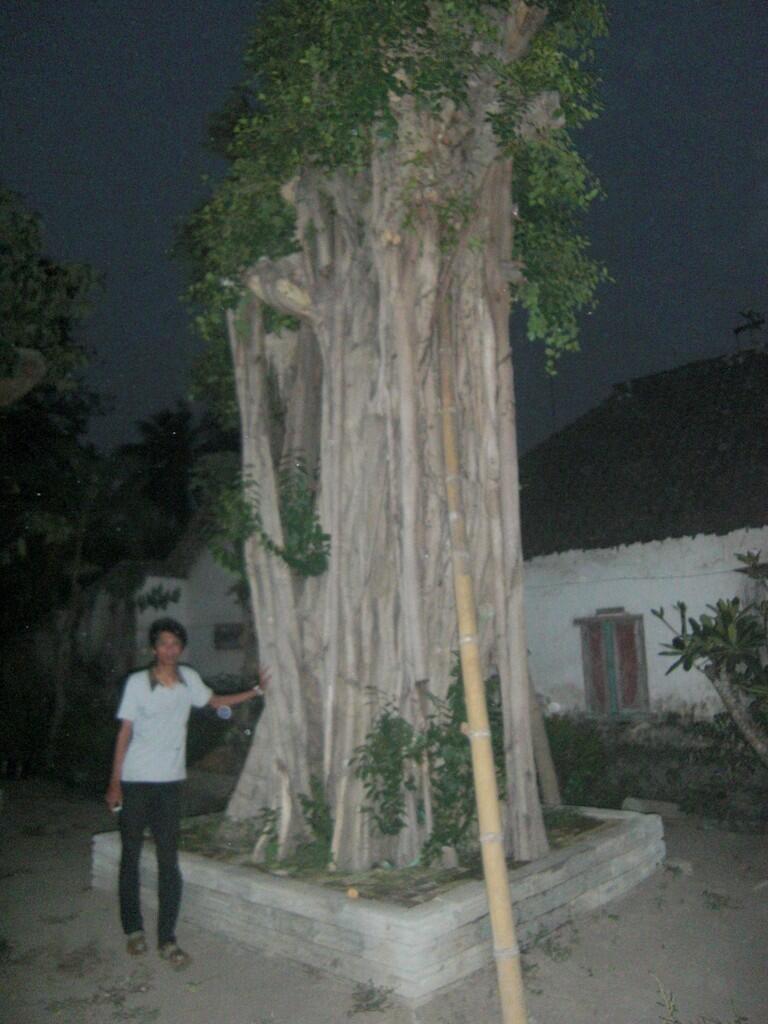 Pohon Dollar (Produsen/Petani)