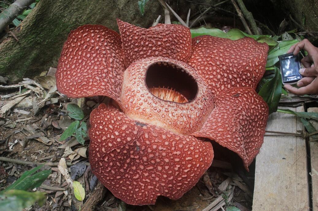 BUNGA RAFLESIA MEKAR