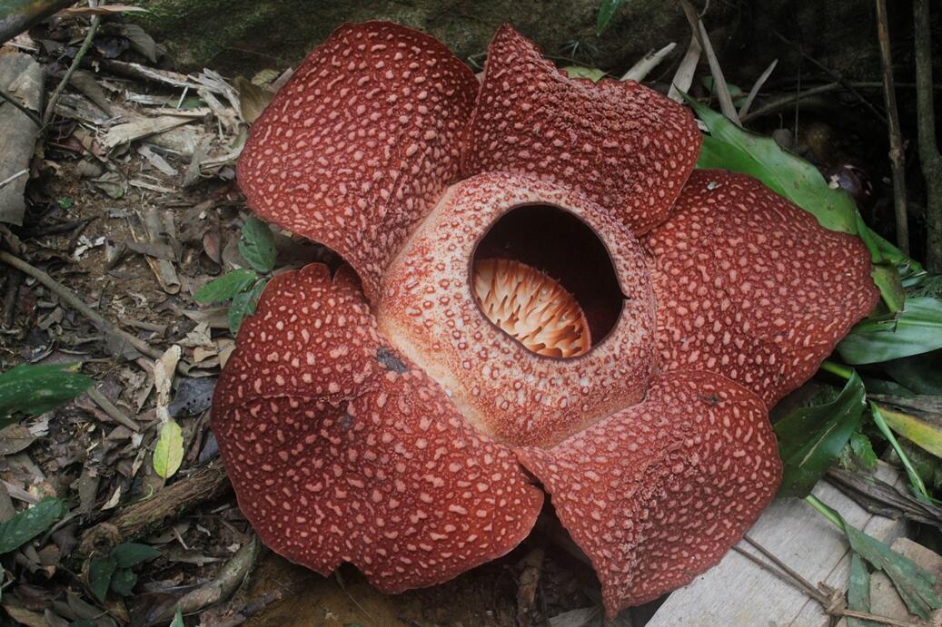 BUNGA RAFLESIA MEKAR