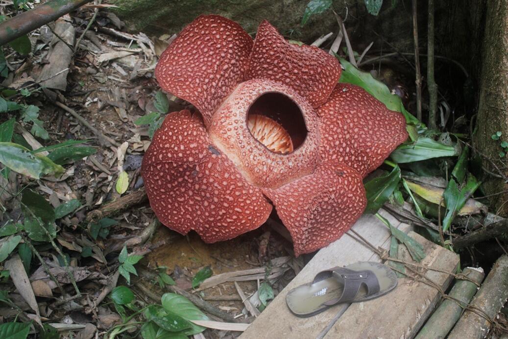 BUNGA RAFLESIA MEKAR