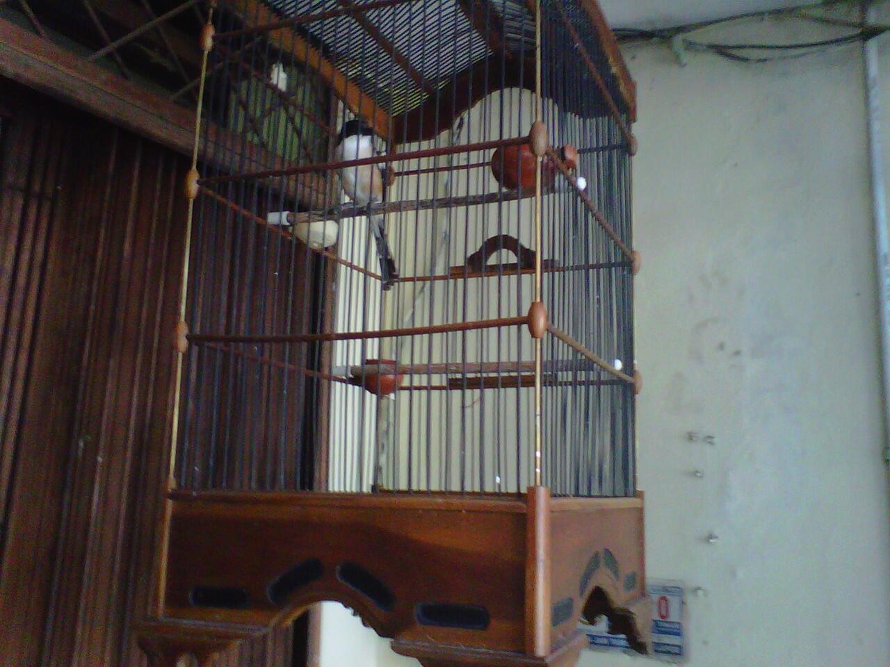 kacer jawa barart + pentet jawa timur....