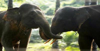 Mengapa Gajah Punya Rambut Tipis?