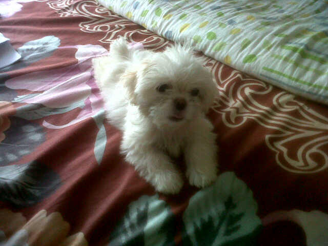 Terjual Dijual Anak Anjing Shih Tzu Umur 2 Bulan 1 Minggu Betina