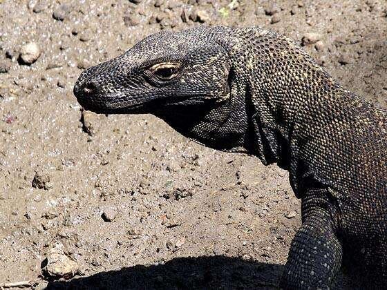 &quot;Mengungkap Sisi Eksotis Pulau Komodo&quot;