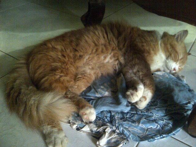 Jual kucing anggora mix persia BIG BODY and LONG HAIR