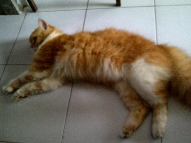 Jual kucing anggora mix persia BIG BODY and LONG HAIR