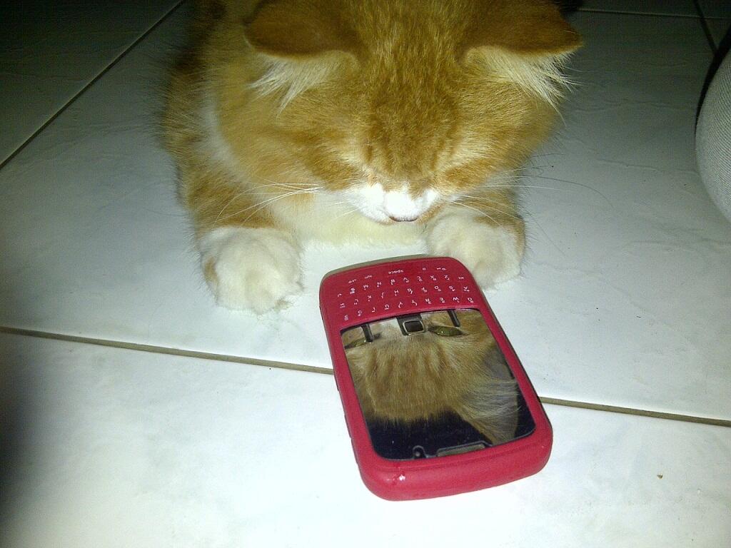 Jual kucing anggora mix persia BIG BODY and LONG HAIR
