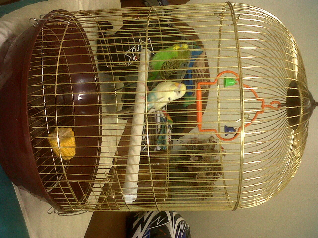 Jual Burung Parkit + kandang