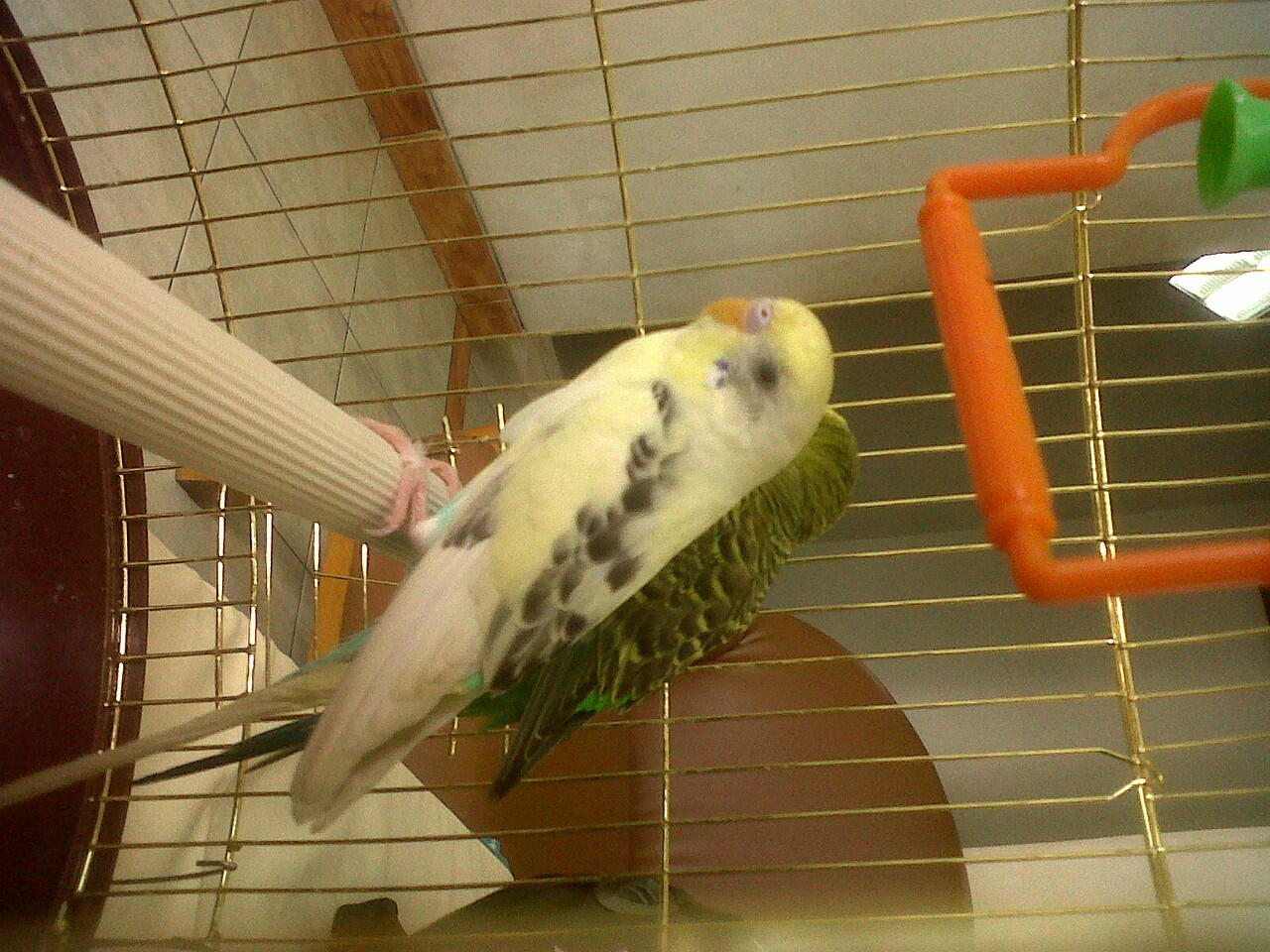 Jual Burung Parkit + kandang