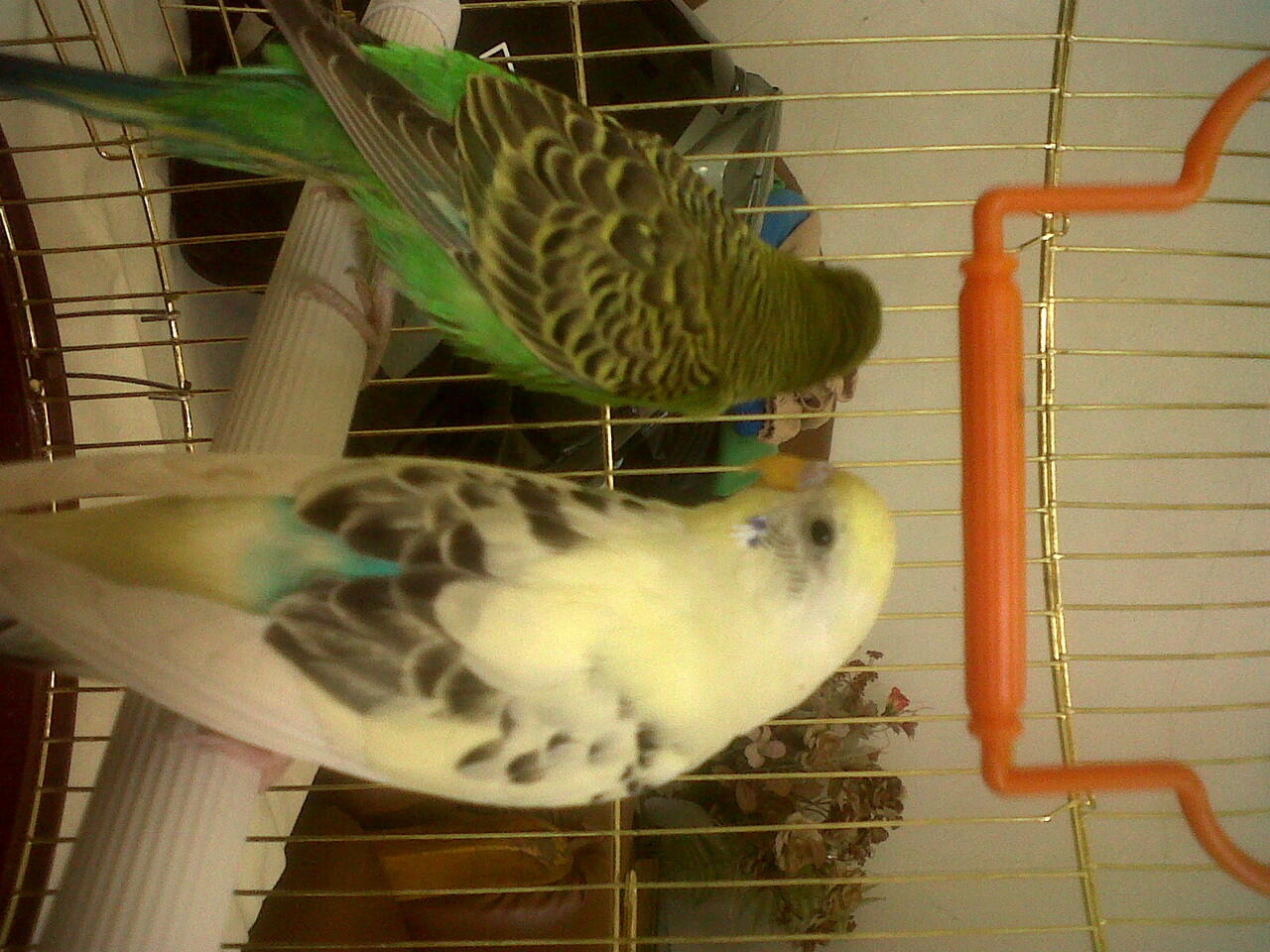 Jual Burung Parkit + kandang