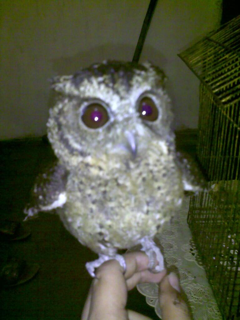 jual Burung hantu celepuk