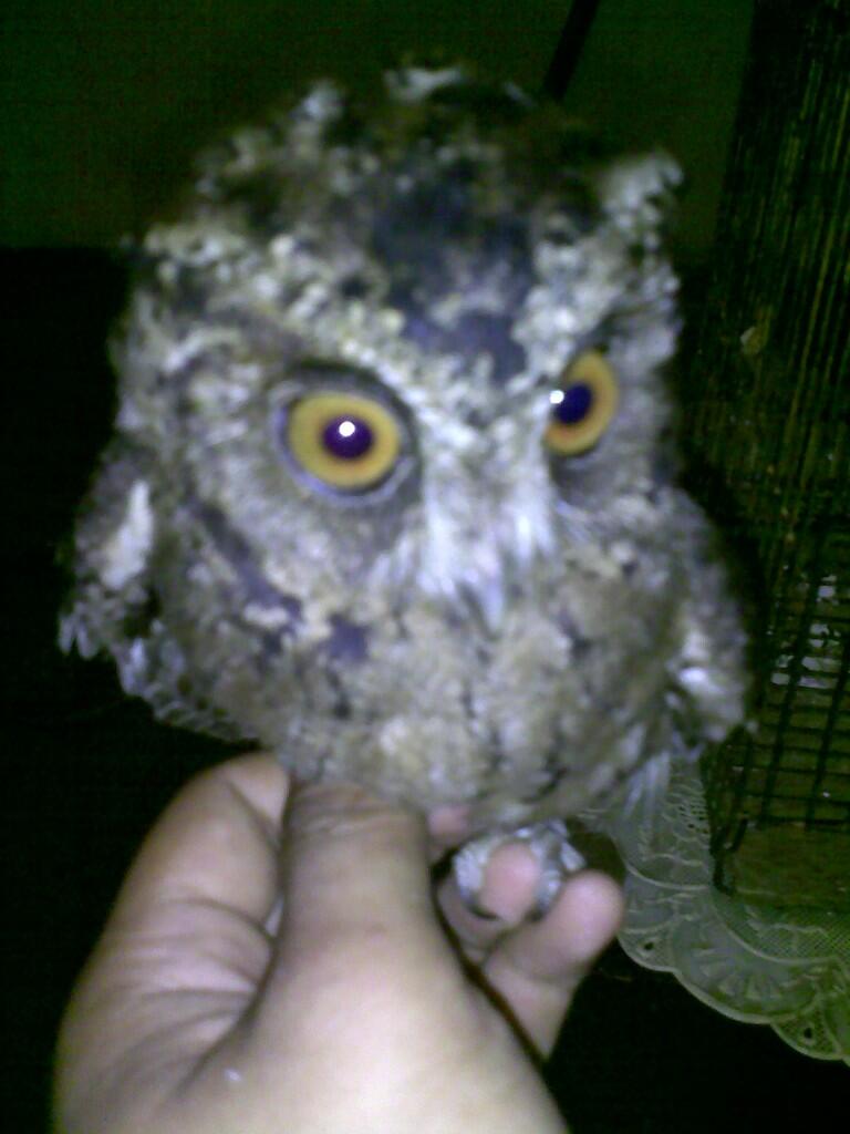 jual Burung hantu celepuk