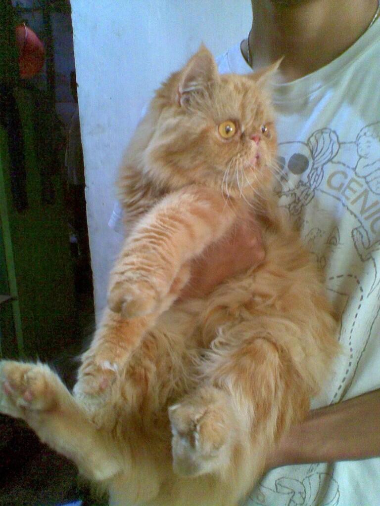 WTS - Persia Peaknose/pekenose/pignose Betina Calon Indukan