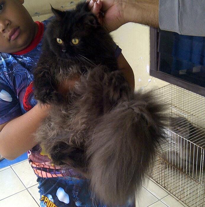 jual persia super bdn besar jago kimpoi muraahh