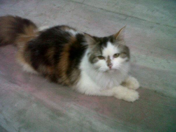 For Adopt Persia Medium 3 warna (Calico)Murmer Malang