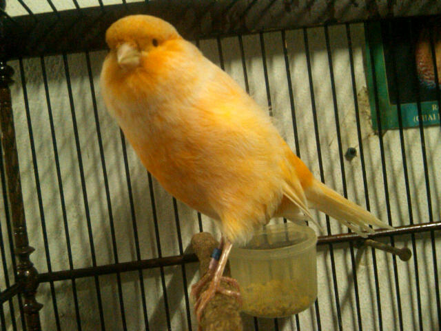 Terjual KENARI YORKSHIRE RING DKB 11 DAN 12  KASKUS