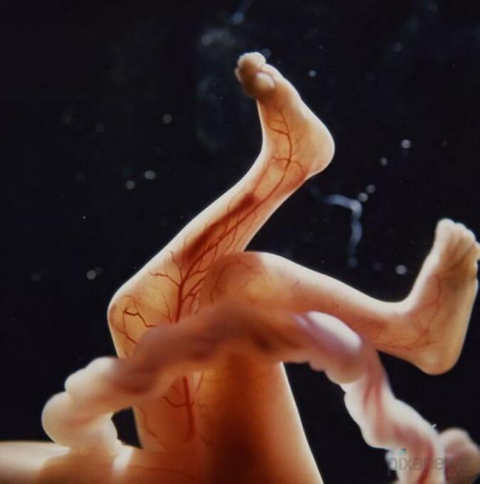 &quot;A Child is Born&quot;, Fotografi Transformasi Sperma Hingga Janin