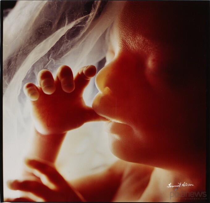 &quot;A Child is Born&quot;, Fotografi Transformasi Sperma Hingga Janin