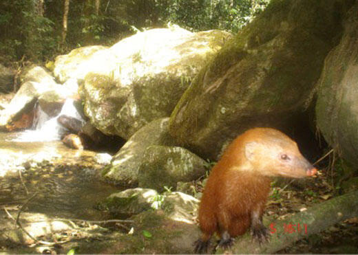 Luwak Emas Langka ditemukan di Aceh