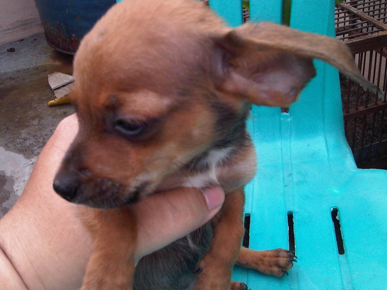 Terjual Chihuahua Mix Tekel Murahhh Kaskus