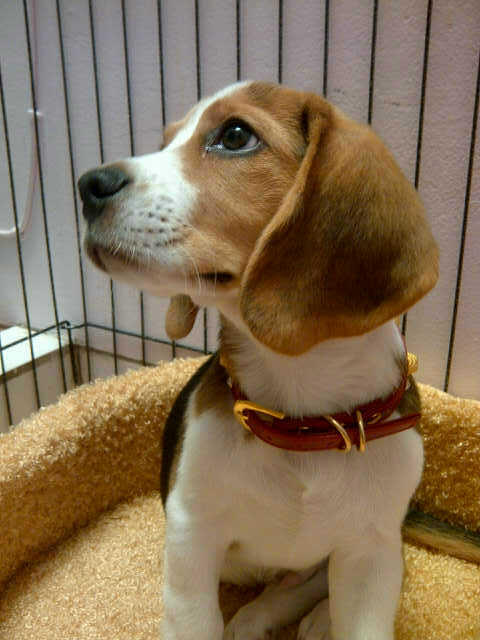 Jual Doggy Jantan Type Beagle Lucu Umur 2 Bulan 3 Minggu Bandung