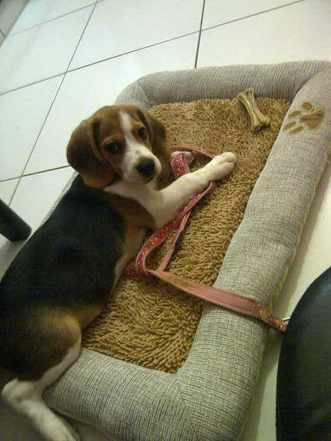 Jual Doggy Jantan Type Beagle Lucu Umur 2 Bulan 3 Minggu Bandung