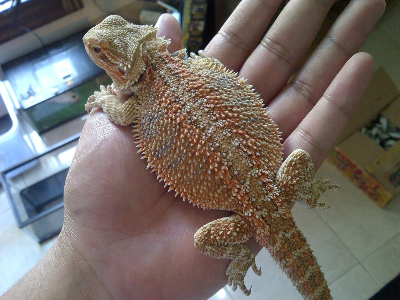 SALE!!! Bearded Dragon Red, Cornsnake Okette, Panther Chameleon