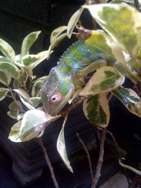 SALE!!! Bearded Dragon Red, Cornsnake Okette, Panther Chameleon
