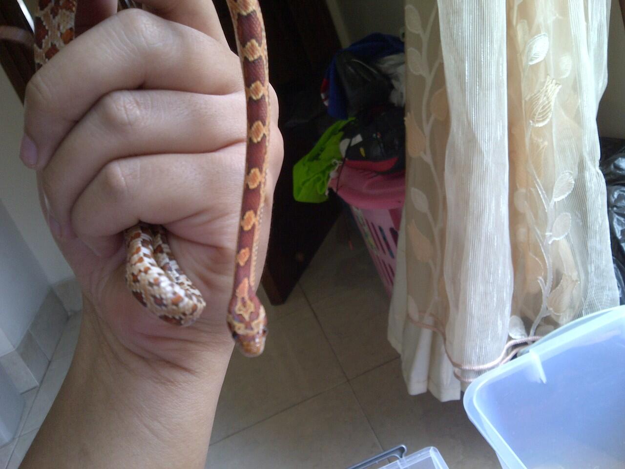 SALE!!! Bearded Dragon Red, Cornsnake Okette, Panther Chameleon