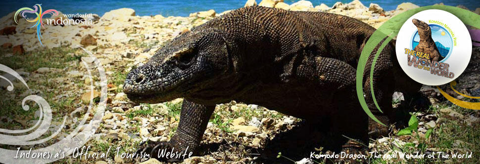 15 Paket Gratisan Berwisata ke Taman Nasional Komodo, Pulau Komodo.