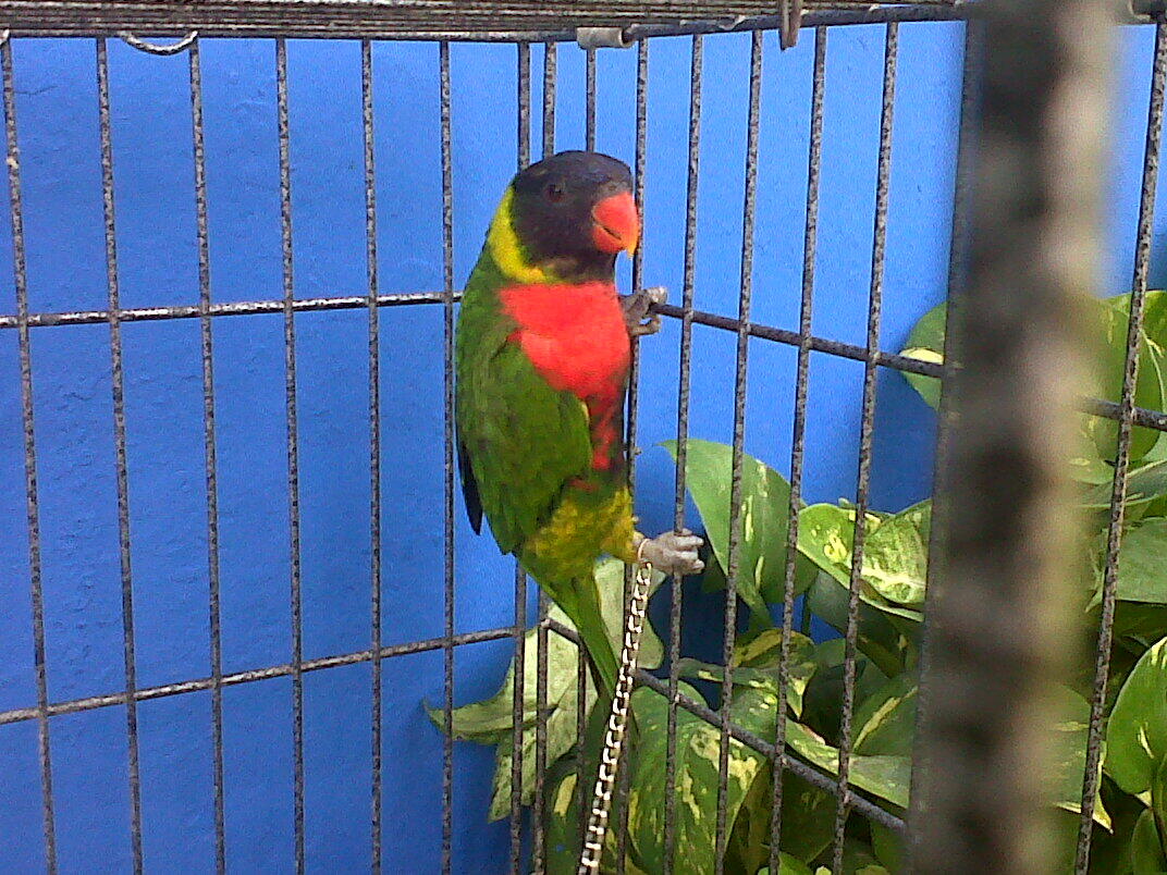 burung nuri