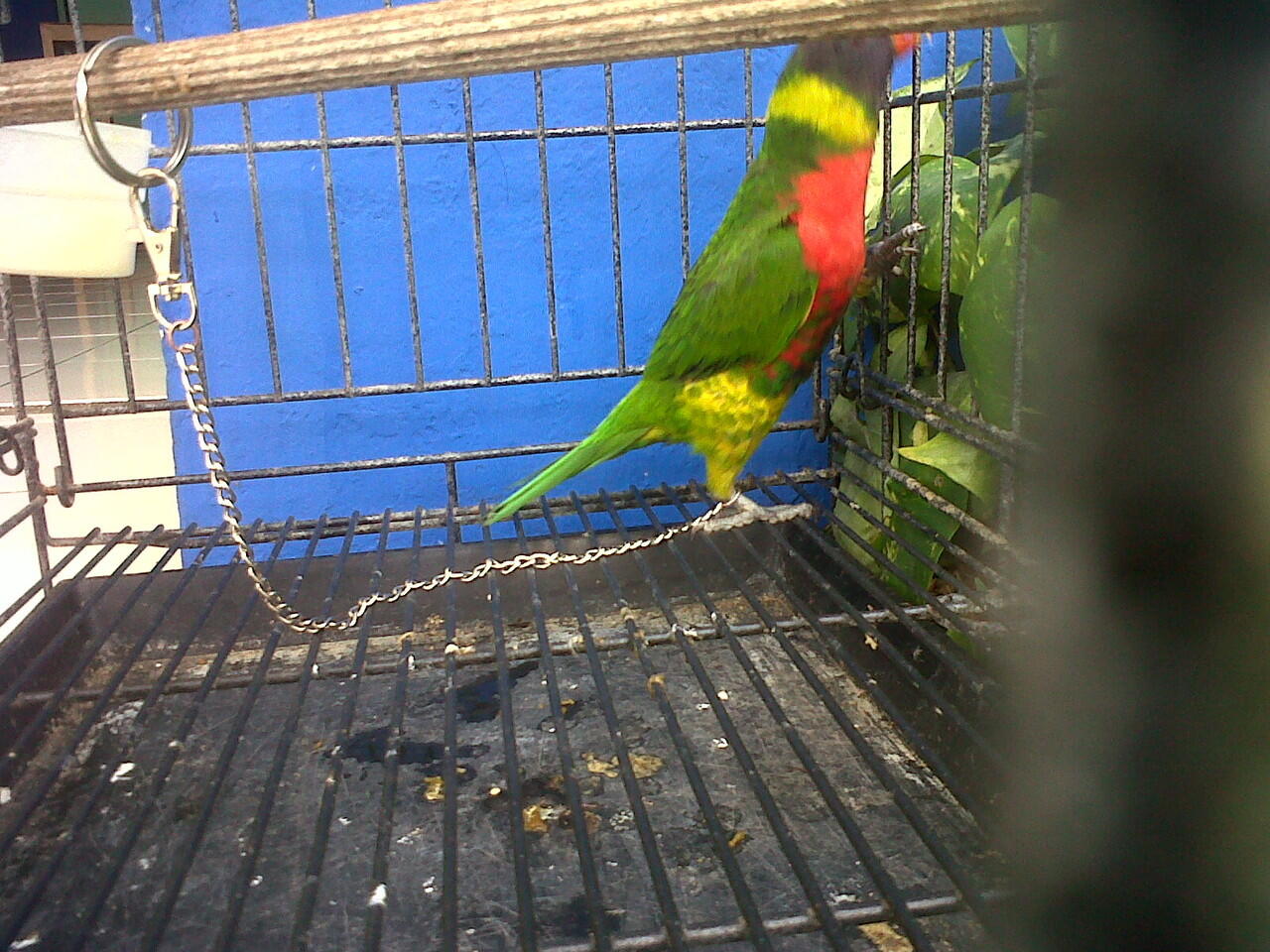 burung nuri