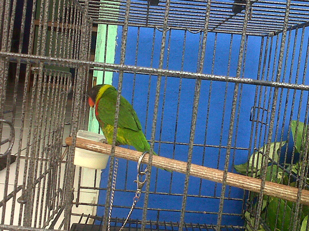 burung nuri