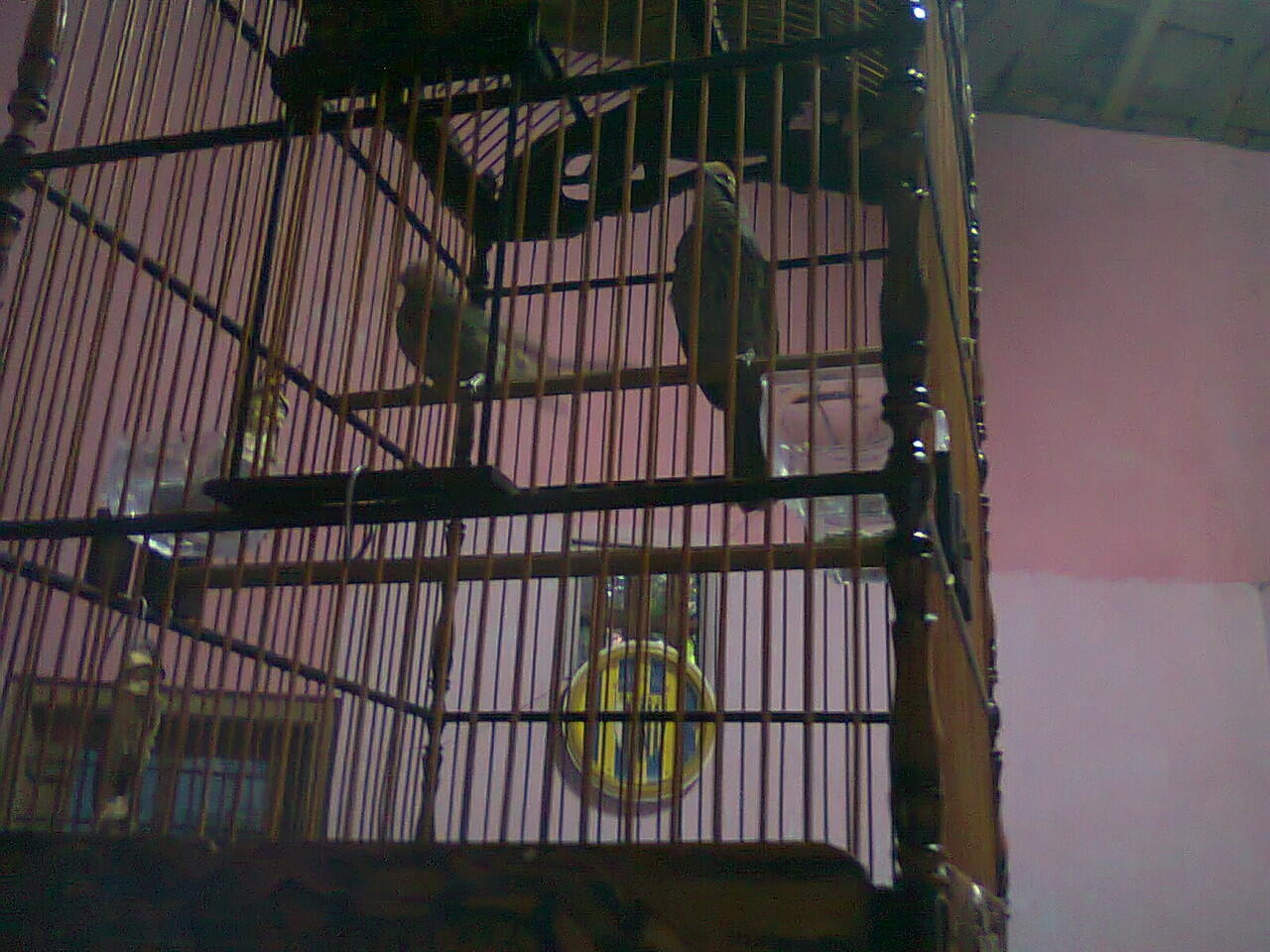 Cucak Rowo