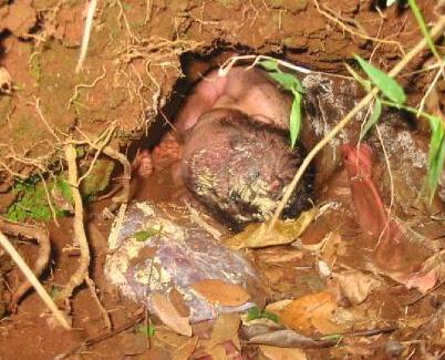 Amazing ! Bayi Lahir Dari Dalam Tanah &#91;Pict&#93;