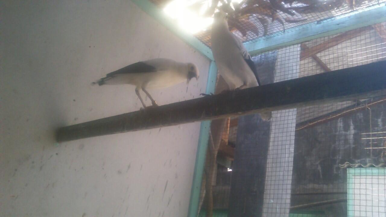 Jalak Dan Semua Jenisnya Page 14 Kaskus